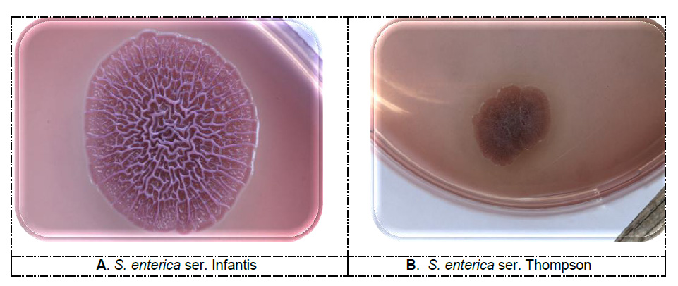 Pdar (A) and bdar (B) morphotypes colonies of Salmonella enterica subsp. enterica serovars Infantis and Thompson on the Congo red agar, 5 days incubation at 20 C  (photo: Scientific Veterinary Institute “Novi Sad”, Serbia)