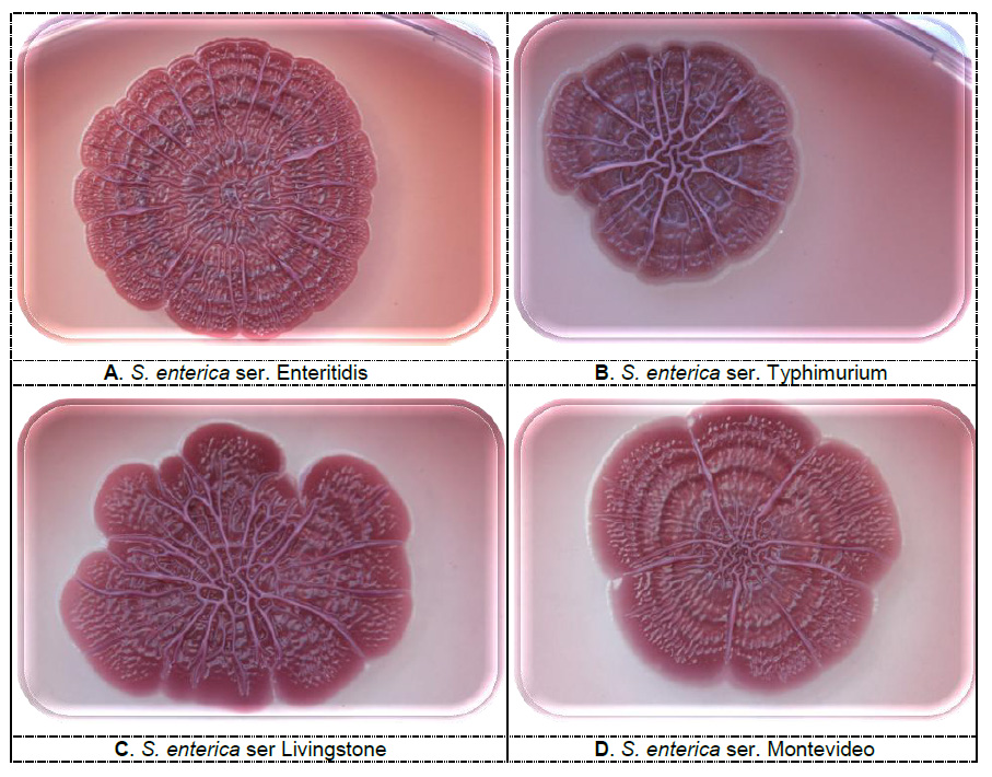 Figure-4. Rdar morphotypes of different serovars of Salmonella enterica, isolated from feed, 5 days incubation at 20oC (photo: Scientific Veterinary Institute “Novi Sad”, Serbia).jpg