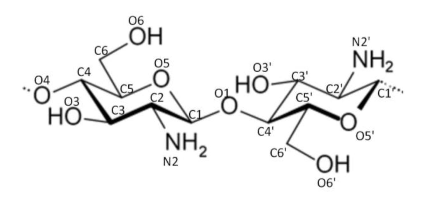 Dimer segment in chitosan molecule