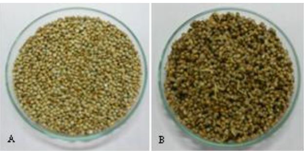 Whole Pearl millet grains (A); Sprouted pearl millet grains (24 h) (B)